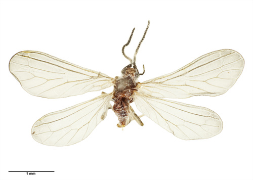 Cryptoscenea australiensis photo 5