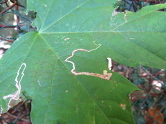 Stigmella aceris