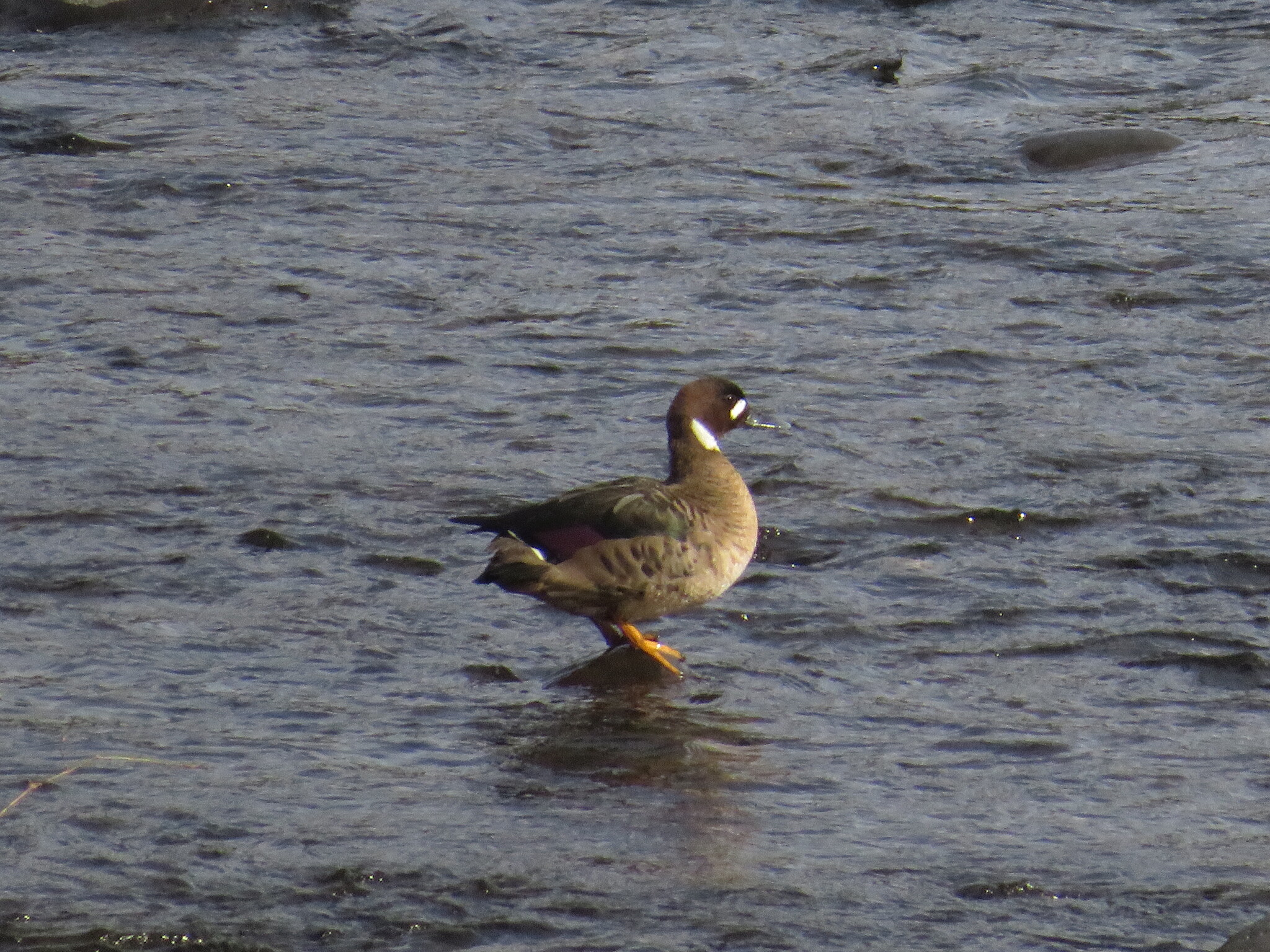 Bronze-winged Duck (Speculanas specularis), photo 9