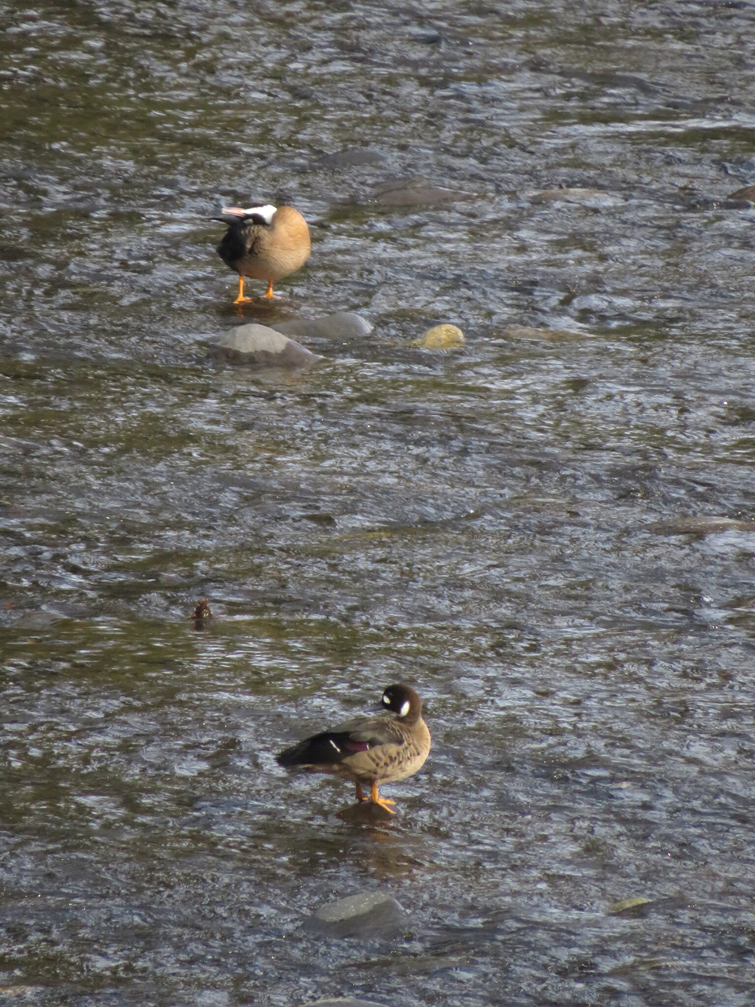 Bronze-winged Duck (Speculanas specularis), photo 10
