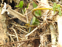 Brachystola behrensii