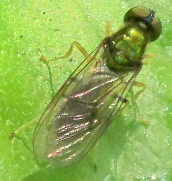 Sargus flavopilosus