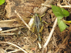 Brachystola behrensii