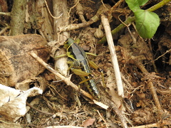 Brachystola behrensii