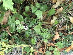 Torilis nodosa