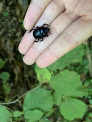 Anoplotrupes
