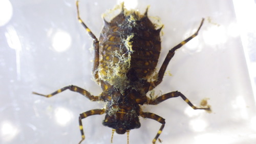 Umber Shadowdragon photo 3