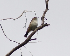 Acanthiza uropygialis