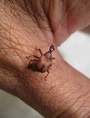Strigapoderus