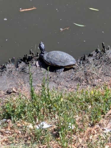 Trachemys scripta