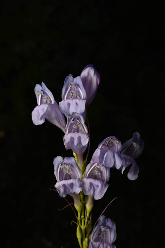 Dusty Beardtongue (Penstemon comarrhenus)