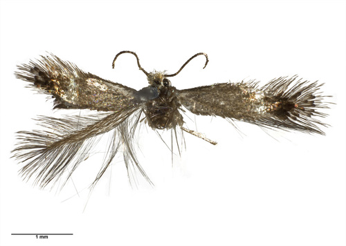 Stigmella lucida