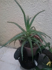 Aloe arborescens