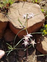 Asclepias stellifera