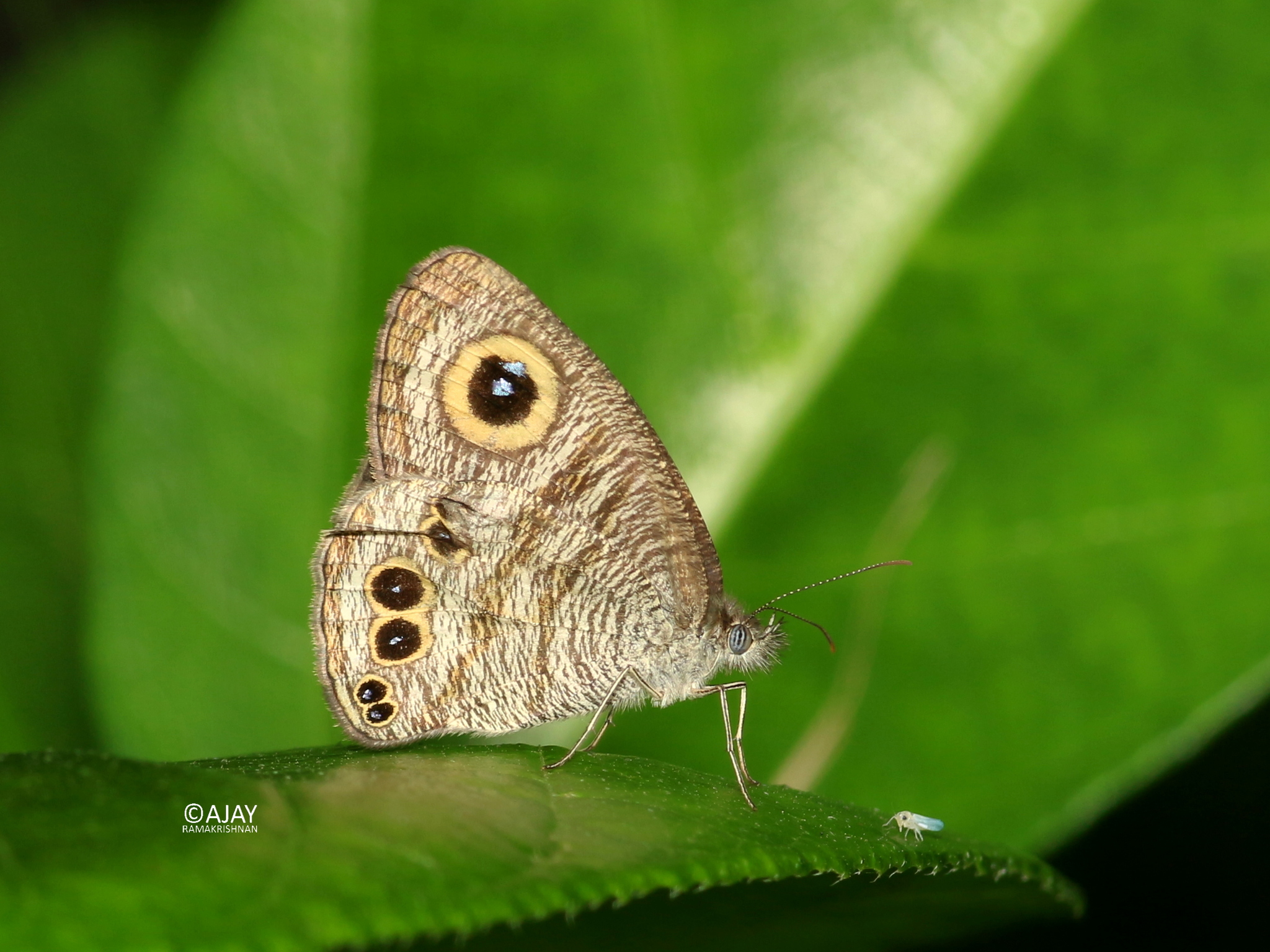 Common Five-Ring