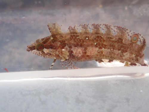 Paraclinus nigripinnis observed 2025-06-22