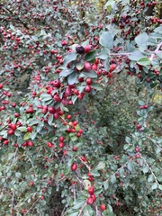 Cotoneaster divaricatus