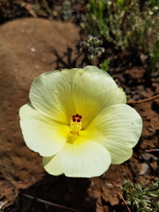 Hibiscus aethiopicus ovatus