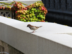 Passer domesticus