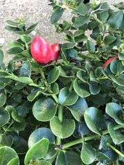 Carissa macrocarpa
