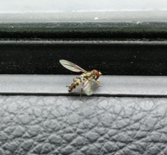 Toxomerus geminatus