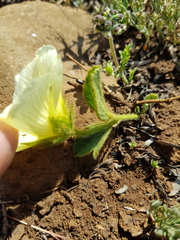 Hibiscus aethiopicus ovatus