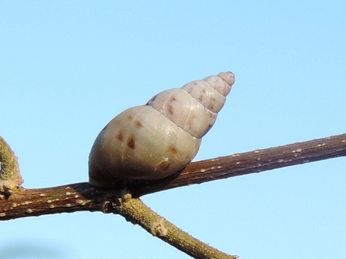 Bulimulidae