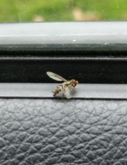 Toxomerus geminatus