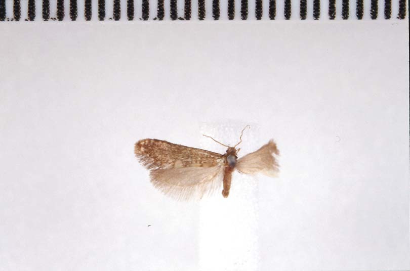 Grypotheca
