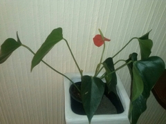 Anthurium andraeanum