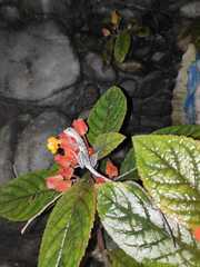 Basiliscus galeritus