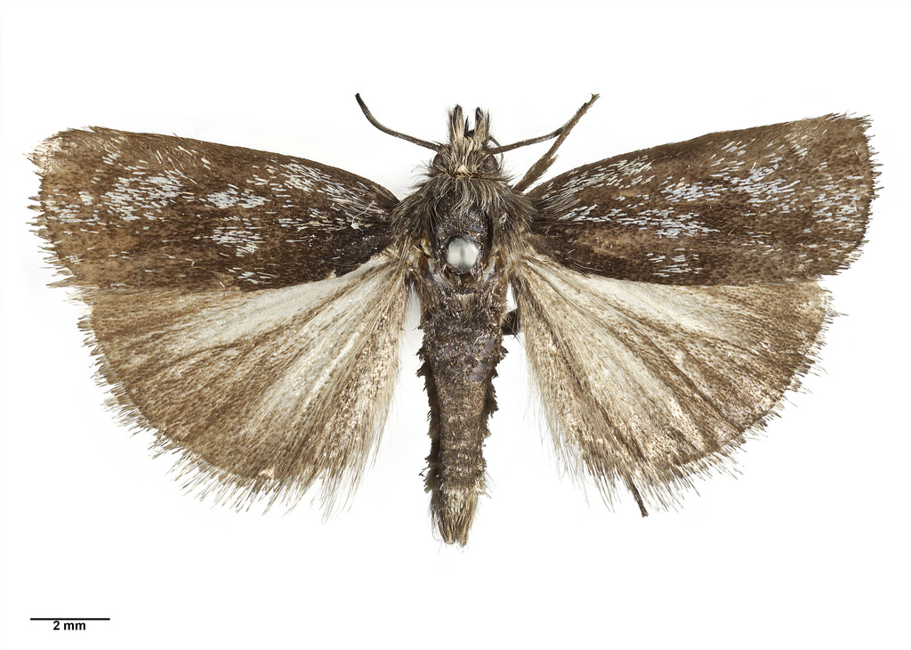Orocrambus clarkei