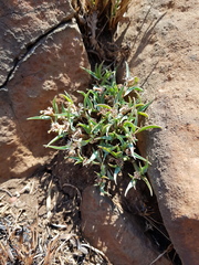 Euphorbia pseudotuberosa