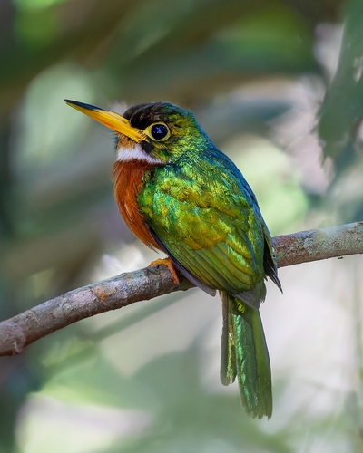 Yellow-billed Jacamar (Galbula albirostris)