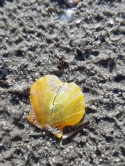 Flexopecten hyalinus