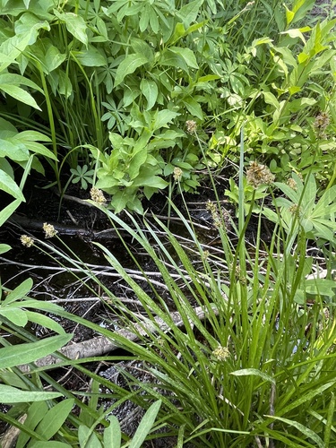 Carex nervina, 2025-07-02