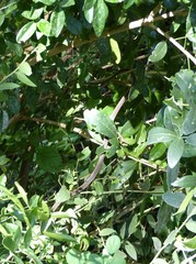 Psammophis orientalis