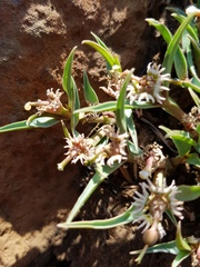 Euphorbia pseudotuberosa