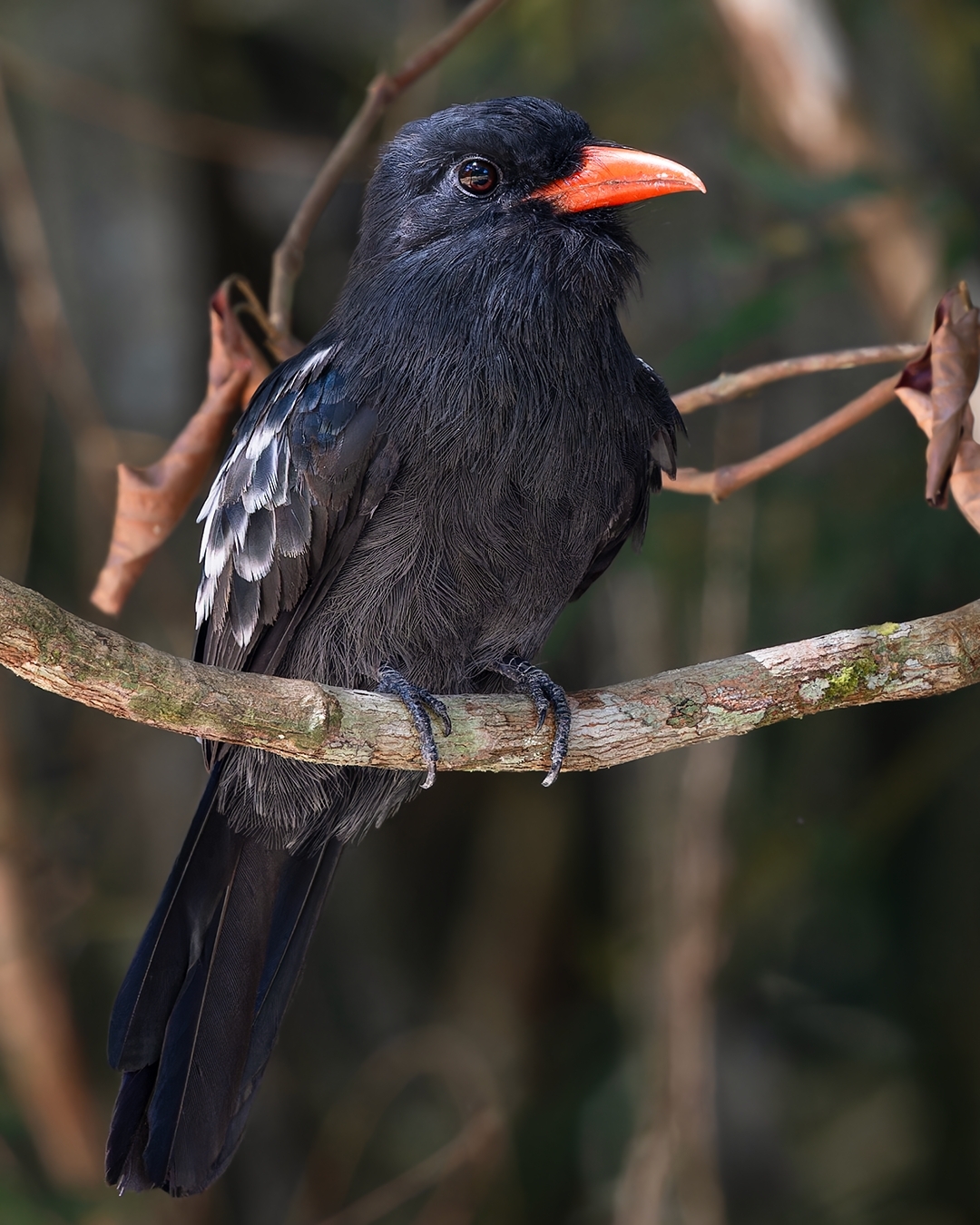 Black Nunbird (Monasa atra), photo 7