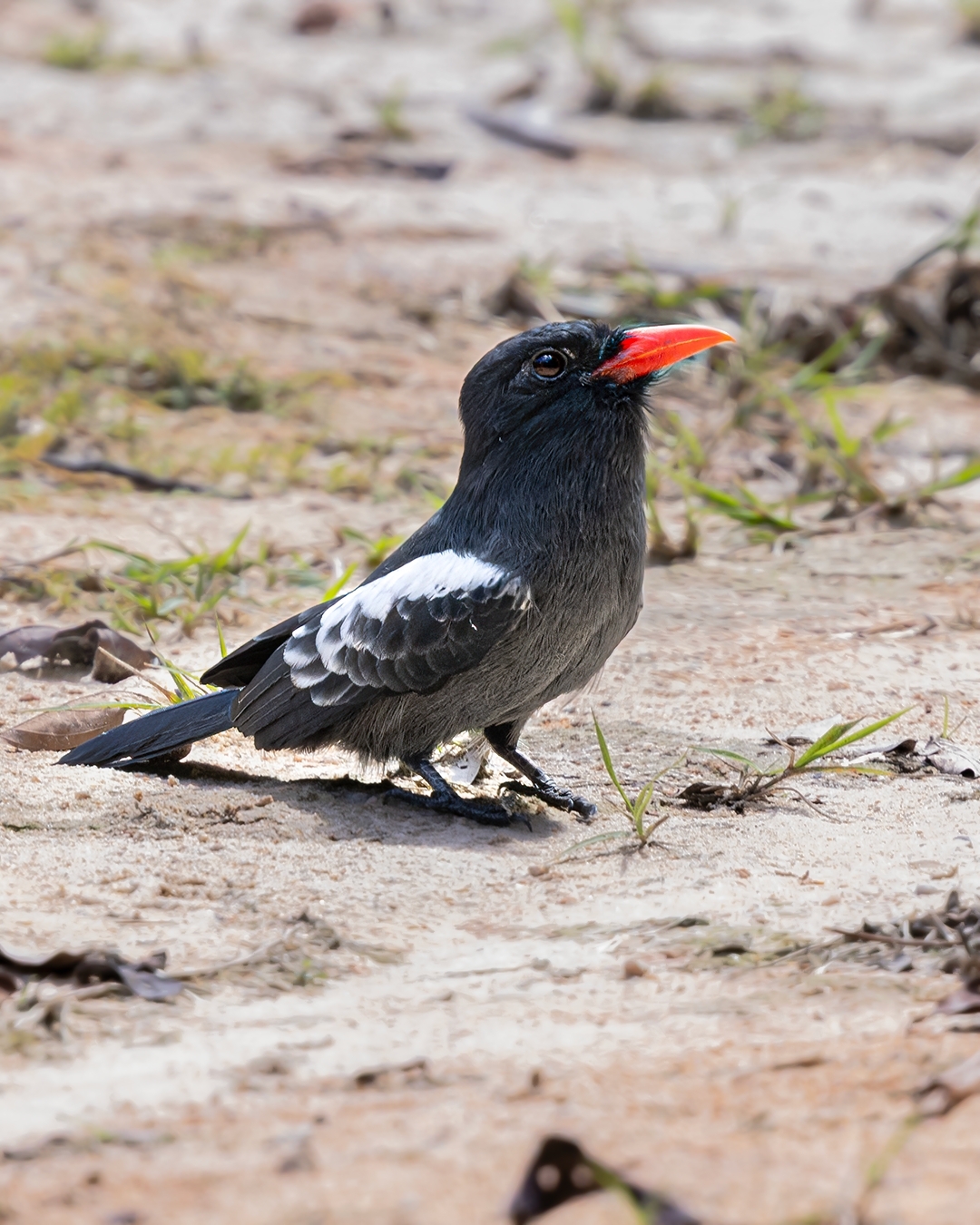 Black Nunbird (Monasa atra), photo 8