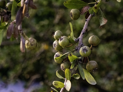 Pyrus elaeagrifolia