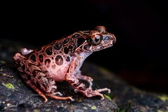 Leptobrachella hamidi