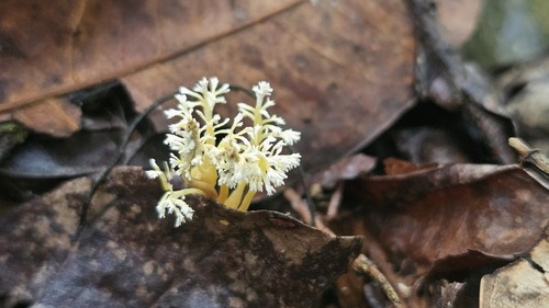 Cordyceps tenuipes