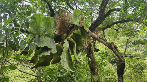 Angola staghorn fern