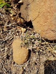 Euphorbia pseudotuberosa