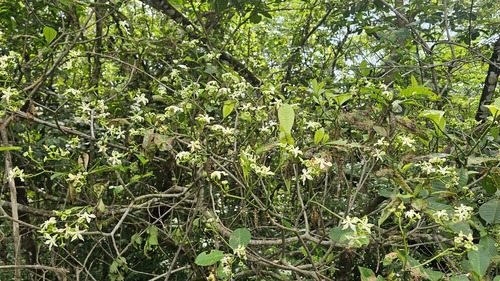 Voacanga africana