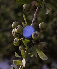 Pyrus elaeagrifolia