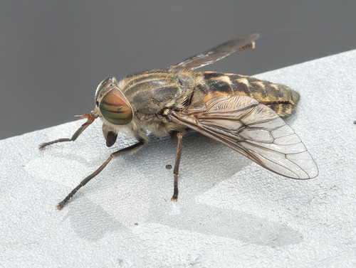 Hybomitra lundbecki
