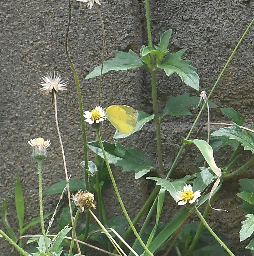 Common Grass Yellow