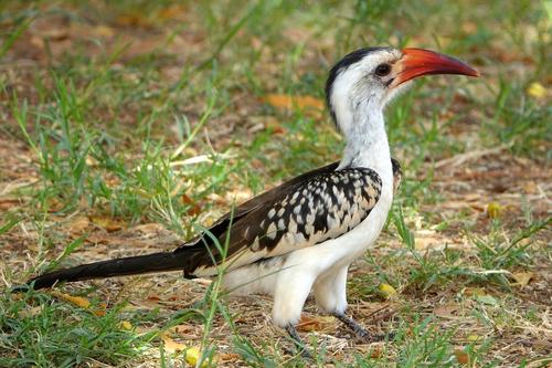 Northern Red-billed Hornbill